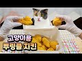 뿌링클 치킨 고양이 먹방 시작합니다 | 고양이산책