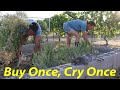 Plant Once, Harvest for a Lifetime | I'itoi Onions, The Perfect Desert Crop | Survival Crops