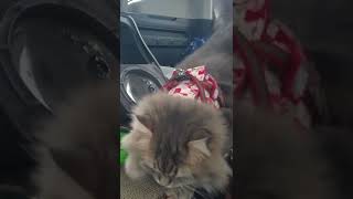 猫ちゃん車内で爪とぎ　#shorts