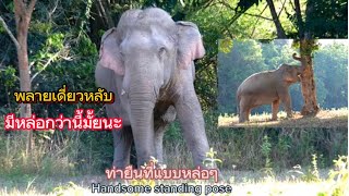 Ep.466 พลายเดี่ยวหลับ โชว์รอบ 3 หล่อแบบนี้มีอีกไหม..?? #เขาใหญ่ #wildlife #ช้างป่า #elephant#ช้าง