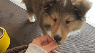 なぜか一口だけご飯を残すシェルティの子犬 Sheltie puppy leaves only one bite of food