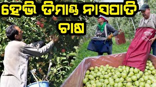 Naspati or Pears Farming With all steps Soil preparation , growth, care, marketing, profit in Odia