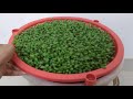 बिना मिट्टी के मैथीकी सब्जी पानी में grow hydroponic or without soil methi