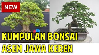 Kumpulan Bonsai Asem Jawa Keren