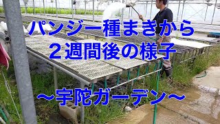 パンジー種まきから２週間後の様子