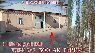 ШЫМБАЙДА ЗОР ЖАЙ САТЫЛАДЫ УЛГЕРИП КАЛЫН/90.654.24.94