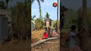 പാറമേക്കാവ് കാശിനാഥൻ❤️ | paramekkavu kasinathan | #subscribe #elephant #religion