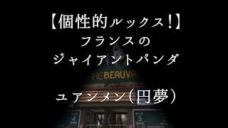 【個性的】ユアンメン（円夢）フランス生まれのパンダの赤ちゃん