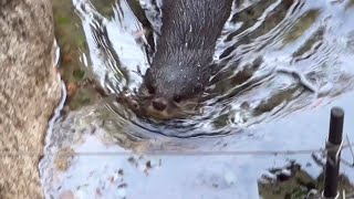 コツメカワウソが五月蝿くて、変なポーズしちゃうマレーグマのキョウコさん！　11月25日 上野動物園