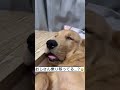 おじさんみたいな犬