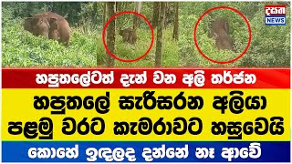 හපුතලේටත් දැන් වන අලි තර්ජන - පළමු වරට කැමරාවට හසුවෙයි