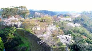 花見日和 岡城跡 九州竹田城 20170412 (4K) \