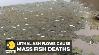 WION Climate Tracker | Fishes facing deadly impact of lethal wildfire ash flow