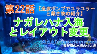 Mizukisaquariumroom 第22話～ナガレハナサンゴ入海～