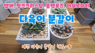 앰버, 핑크크리스탈, 블랙로즈, 아모르파티 다육이 분갈이