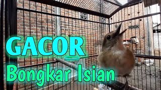 Sikatan Rimba Dada Coklat (SRDC)  GACOR Full Isian. Cocok untuk pancingan burung Malas Bunyi