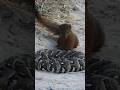 slender mongoose harasses puff-adder