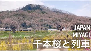 【桜と列車】白石川 一目千本桜 おおがわら桜まつり 柴田の桜  宮城県　　[Cherry blossoms and trains]  Ogawara Shibata Miyagi Japan