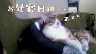 眠たすぎる猫