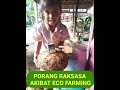 PORANG RAKSASA AKIBAT ECO FARMING ☎082231380466