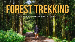 푸르고 울창한 삼나무의 향연🌲 삼다수숲길 트래킹👣l JEC