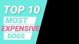 Top 10 Most Expensive Dogs In 2020