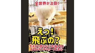 ベビーチンチラの大冒険 #チンチラ #chinchilla #赤ちゃん #小動物