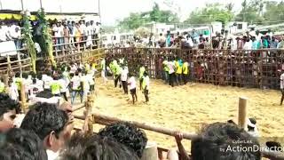 Vadamalapoor jallikattu - 2019