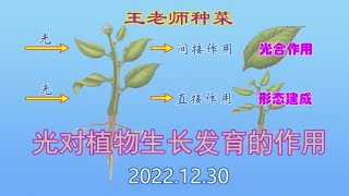 王老师种菜：光对植物生长发育的作用