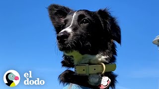 Todo le daba miedo a este perrito hasta que... comenzó a visitar el parque | El Dodo