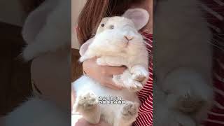 这么乖的小兔 到底是谁在养啊😄 兔子 垂耳兔 萌宠出道计划 小兔兔🐰