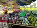 sunflower farm sunflowers in lopburi thailand november to december tourist spot travel vlog