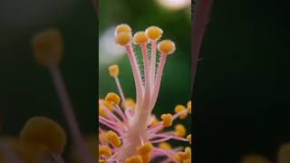 Hibiscus stamen #shorts #youtubeshorts