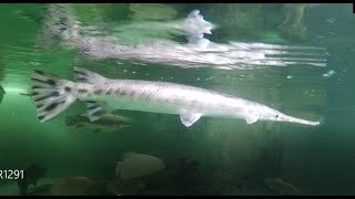 Twizzy the longnose gar 3 ft / 90 cm 4 years old in 4500 gal / 17K liter