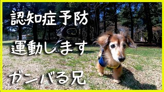 【17歳と14歳老犬カニンヘンダックスVlog】夜の徘徊を予防するため昼間の運動です。ソラは少し徘徊することがたまに出てきました。