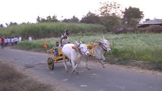 Young bullocks pulling cart in a race