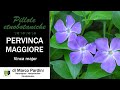 Pillola etnobotanica - Pervinca