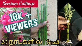 அரளி செடி பதியம் மண் இல்லாமல் வெறும் தண்ணீரில் / how to grow Neerium cuttings in water