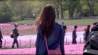 “Mt.fuji pink moss phlox festival” 〜富士芝桜まつり〜【4K TEST】