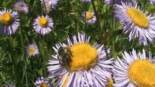 Digger Bee (Apidae: Anthophora) on Blossom