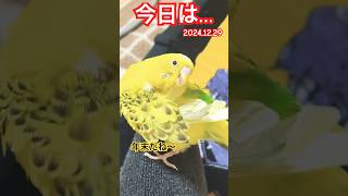 今日は何の日？#セキセイインコ #老鳥 #インコ