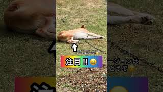 猫みたいな柴犬に癒される動画✨ カリン様っぽい寝顔としっぽが可愛いコロ🐱 #shorts #柴犬 #癒し #猫 #かわいい #shibainu #dog #リラックス #カリン様 #ドラゴンボール