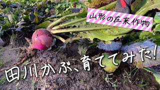 【鶴岡・在来野菜】田川かぶの種育ててみた！