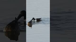 Shovelbills in Junam reservoir, Korea 넓적부리 2024년 12월 26일