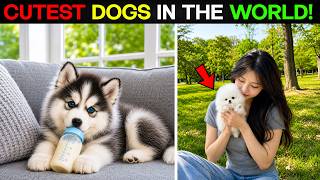 Top 10 Most Beautiful Dogs Breeds in the World
