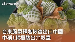 台東鳳梨釋迦恢復出口中國 中稱1貨櫃驗出介殼蟲｜20231213 公視中晝新聞