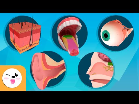 Which kind of essay uses the five senses Touch Smell Taste sound sight to enhance the imagery of the setting?