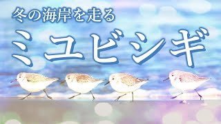 【みんな大好きミユビシギ】波打ち際での早歩きが人気のミユビシギの解説と観察　鴫　鷸　シギ 　海鳥　バードウオッチング　野鳥観察　野鳥撮影