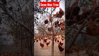 Have You Seen Hen Tree 🌴 #birds #viral #shorts