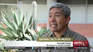 Scientists warn of cacti species threatened by extinction